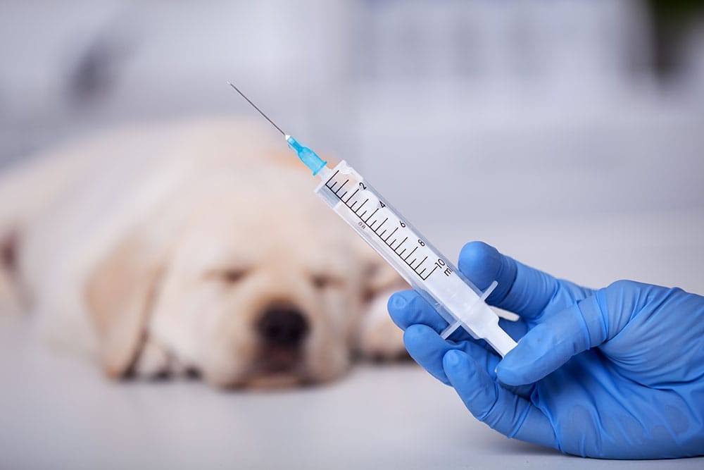 狂犬病ワクチン